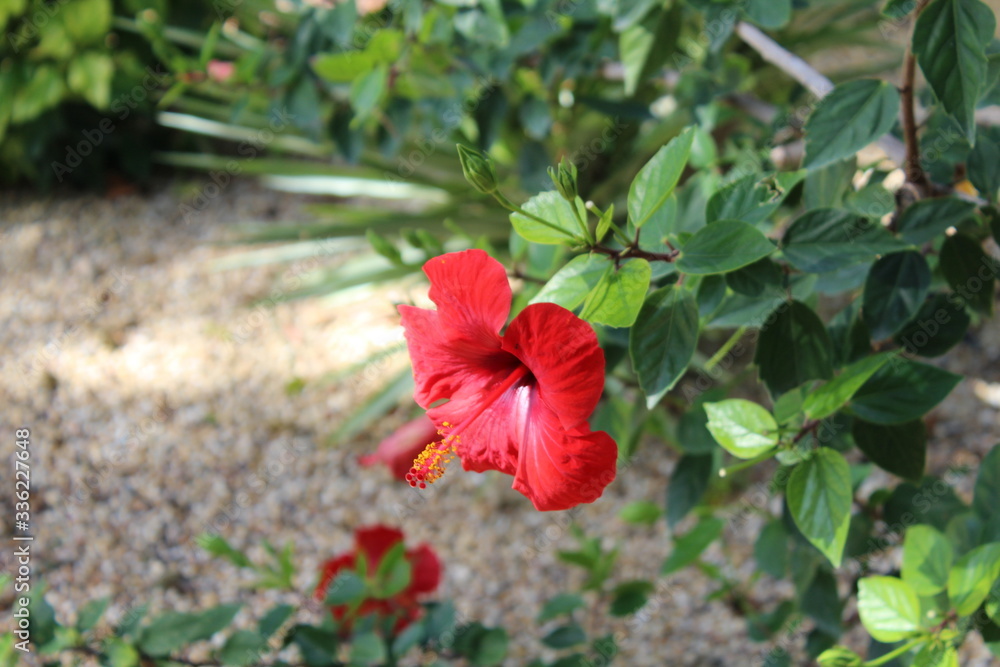 One red hibiscus exotic tropical flower with green leaves  blooming