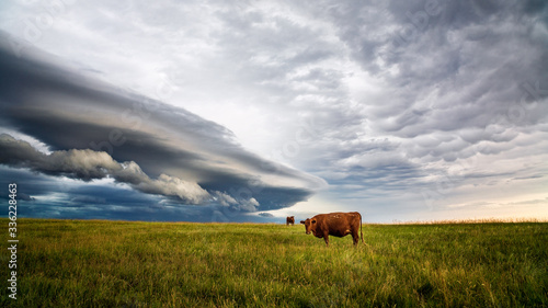 Photo Cows in a field with storm clouds in the background
