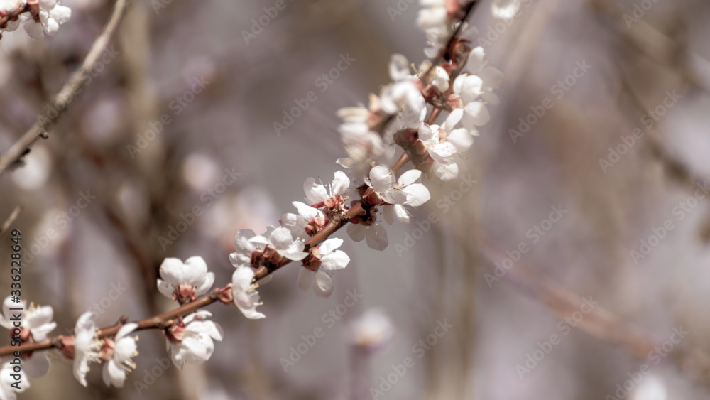 White pink cherry blossom flowers beige sepia close-up. Romantic color graded vintage style spring delicate flower petals nature details macro with blurred background White pink cherry blossom flowers beige sepia close-up. Romantic color graded vintage style spring delicate flower petals nature details macro with blurred background