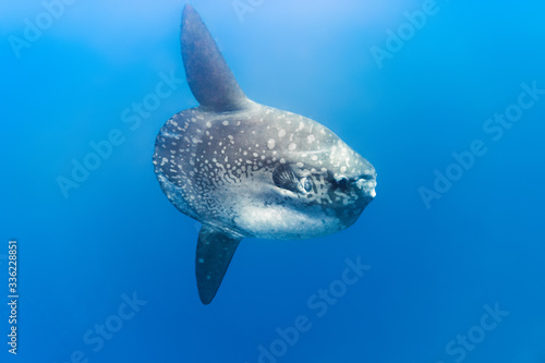 Mola Mola
