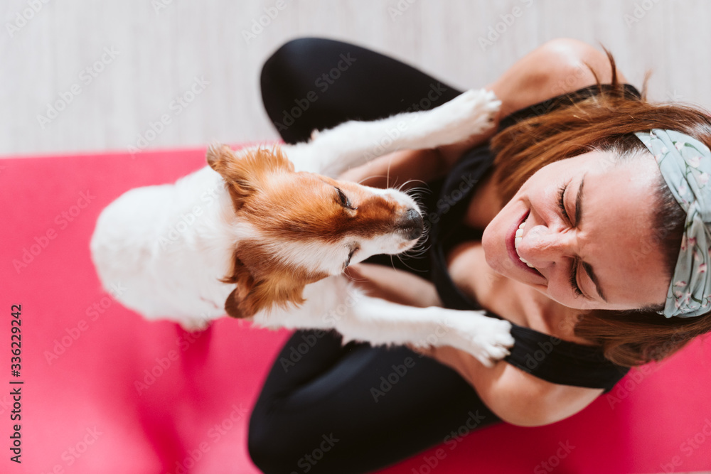 cute small jack russell dog lying on a yoga mat at home with her owner woman. Healthy lifestyle indoors cute small jack russell dog lying on a yoga mat at home with her owner woman. Healthy lifestyle indoors