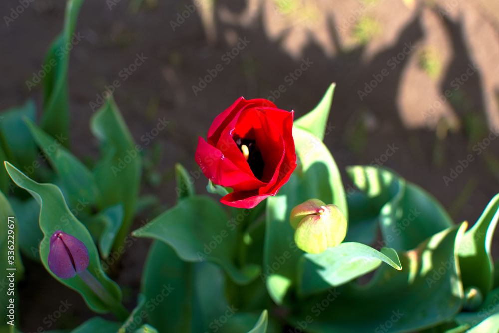 Red Tulip from above Red Tulip from above