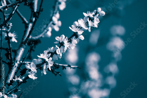 White cherry blossom flowers cold dark blue close-up. Romantic color graded vintage style spring delicate flower petals nature details macro with blurred background
