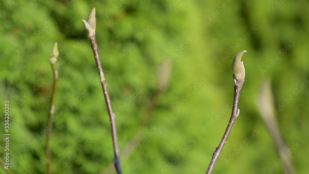 Spring background. Young flower buds on a green background Spring background. Young flower buds on a green background