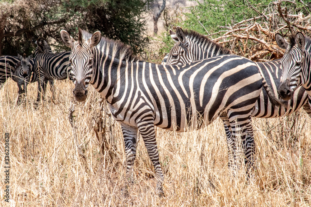 Obraz premium Zebras grazing on plains in Tarangire National Park in Tanzania, Africa.