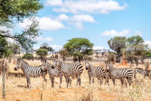 Zebras grazing on plains in Tarangire National Park in Tanzania  Africa.