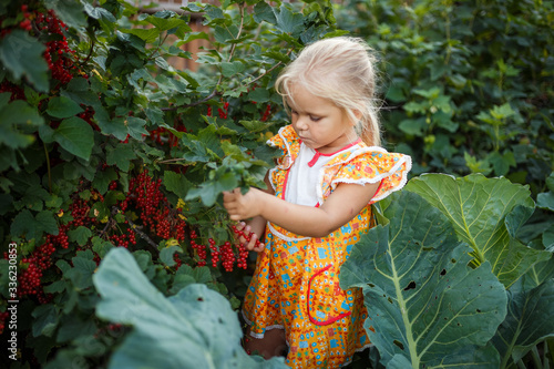 girl child eats red currant berries in the garden, summer in the village