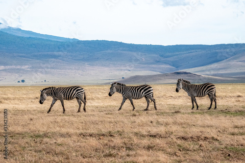 Zebras grazing in Tarangire National Park  Tanzania  Africa