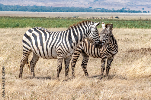 Close up of zebras nuzzling each other as if kissing at the Ngorogoro Crater in Tanzania  Africa.