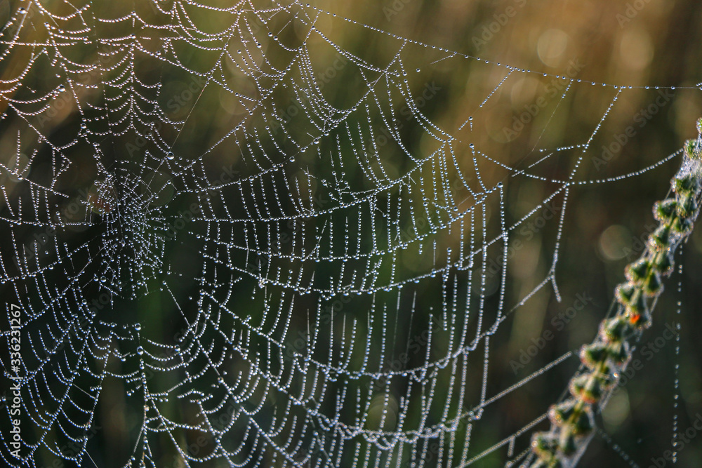 The spider web cobweb closeup background. Selective focus.