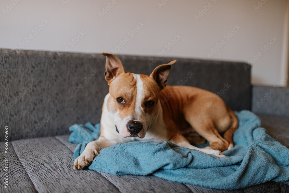 
Adorable brown dog breed American Stafford Terrier is lying on the bed