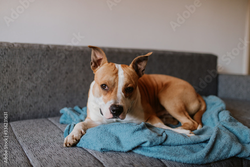 Fototapeta Naklejka Na Ścianę i Meble -  
Adorable brown dog breed American Stafford Terrier is lying on the bed
