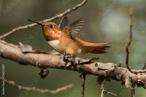Rufous Hummingbird