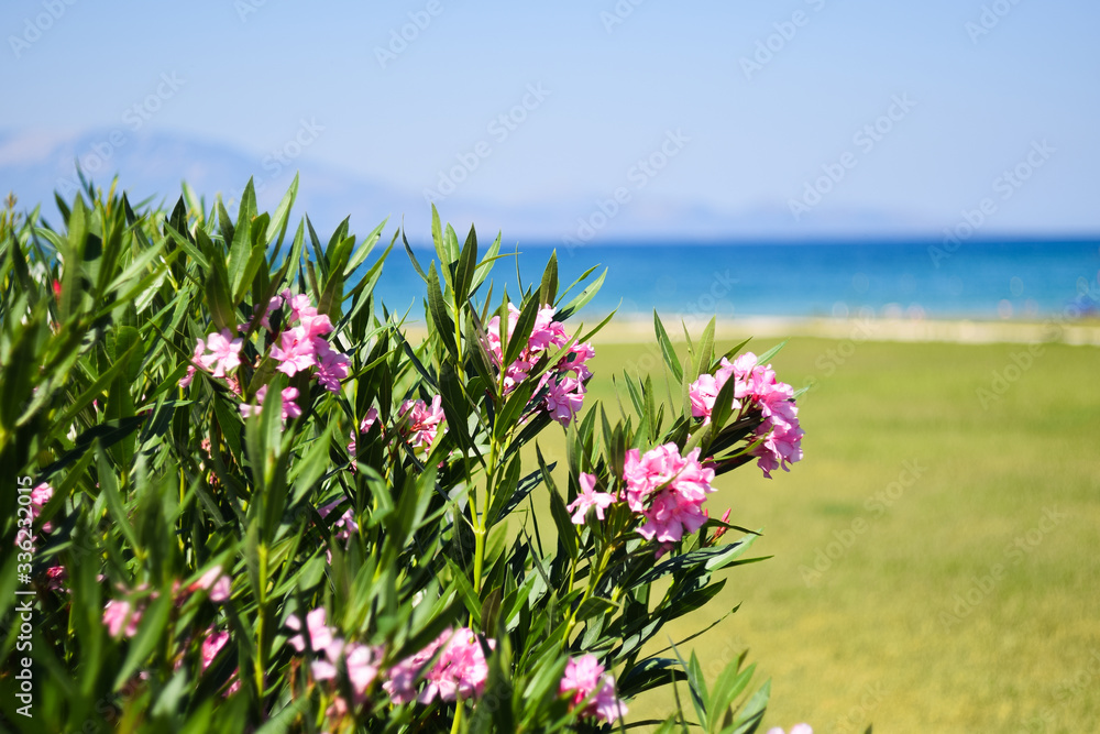 Piękne kwiaty nad brzegiem morza śródziemnego w Grecji na wyspie Zakynthos - obrazy, fototapety, plakaty 
