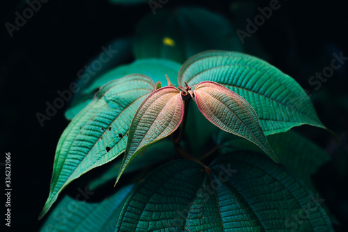 Colorful exotic plant against dark background photo