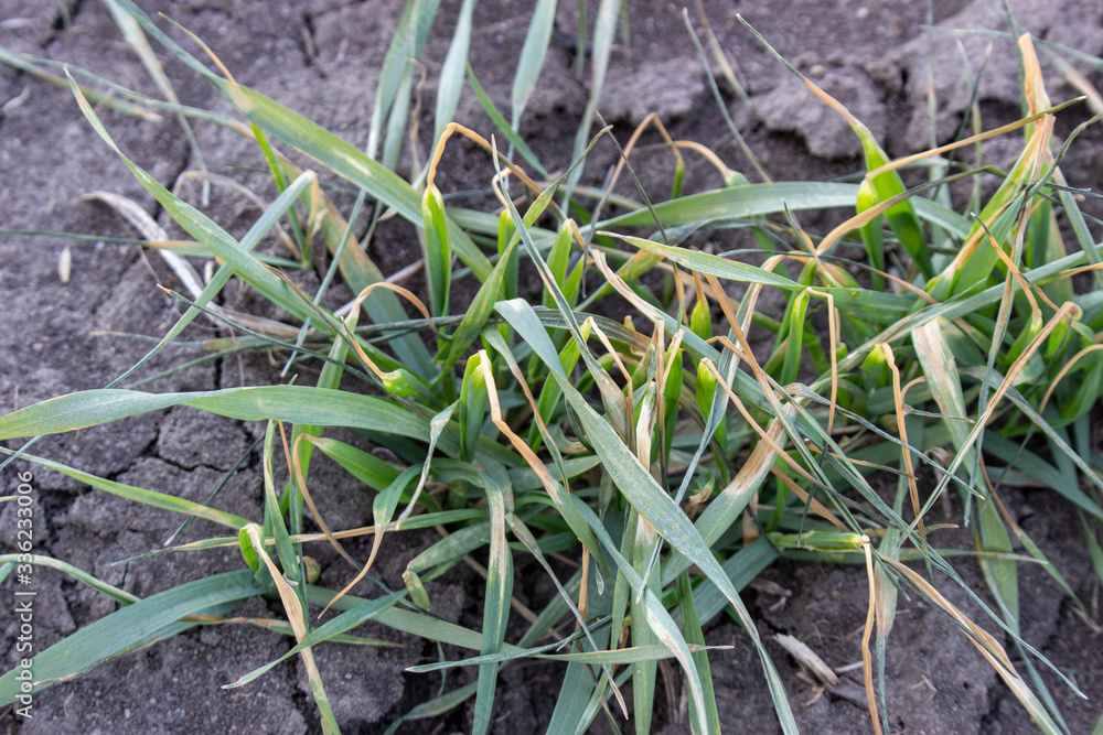 Fototapeta premium Destruction of wheat crops after frost. Drying of the forthcoming winter wheat crop from adverse weather conditions and heavy frosts in spring.