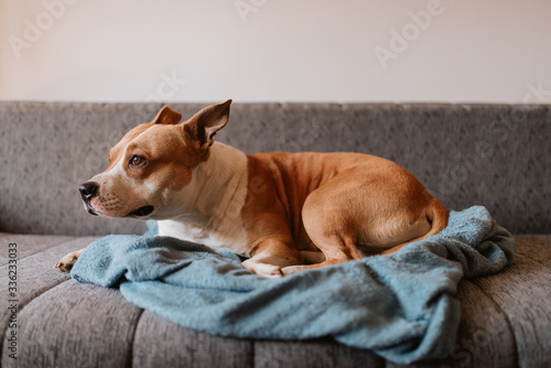  Adorable brown dog breed American Stafford Terrier is lying on the bed