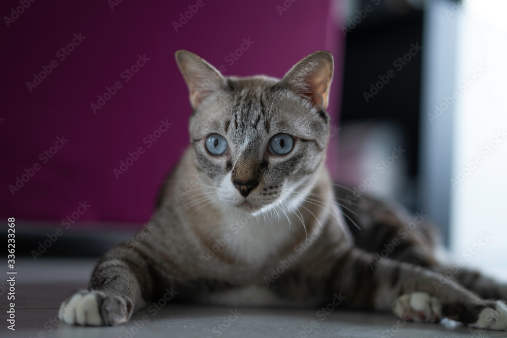 Portrait of a cute cat sitting on the floor Portrait of a cute cat sitting on the floor