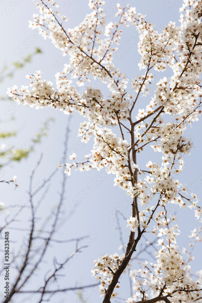 Branch with white flowers in spring Branch with white flowers in spring