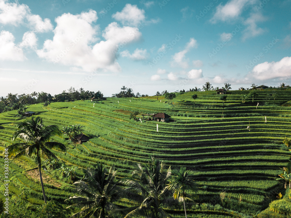 Aerial view of rice fields in Penebel during sunset, Bali, Indonesia. Aerial view of rice fields in Penebel during sunset, Bali, Indonesia.