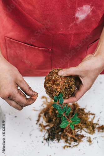 Closeup of Florist Making Mossball photo