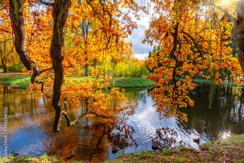 Oak tree branches over pond in Catherine park in autumn, Pushkin (Tsarskoe Selo), Saint Petersburg, Russia