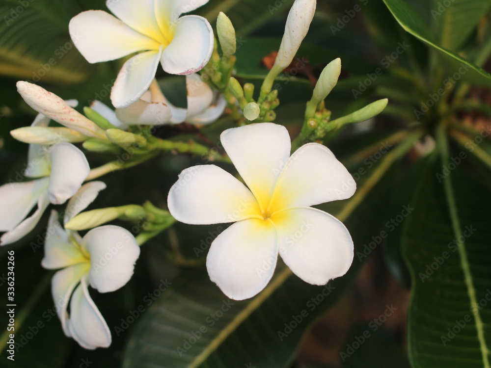Fototapeta premium Tropical flower frangipani(plumeria) 