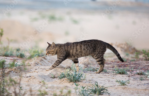 Miaow of Sand Cat Felis margarita
