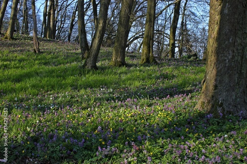 Fototapeta Naklejka Na Ścianę i Meble -  Wald mit blühendem Lerchensporn (Corydalis cava).