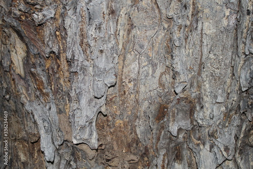 bark of a treeTree bark  Colors are natural photo
