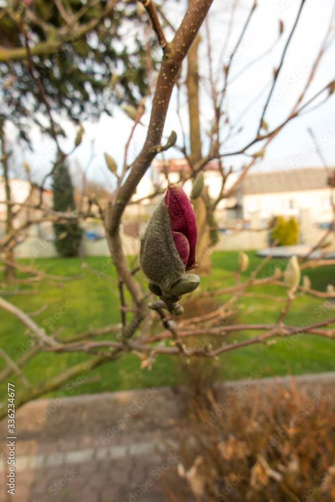 Fototapeta premium red flower bud on the tree
