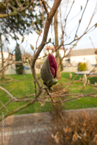 red flower bud on the tree
