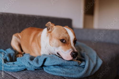  Adorable brown dog breed American Stafford Terrier is lying on the bed © Dragica