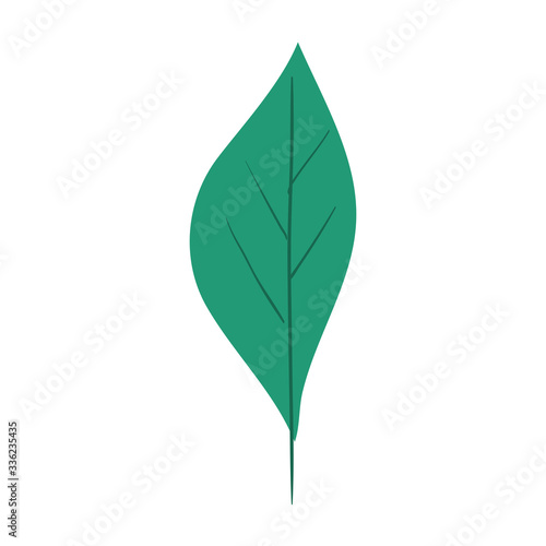 Isolated leaf icon design of Floral nature plant garden ornament botany decoration and life theme Vector illustration