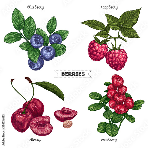 Set of hand drawn berries isolated on white background. Raspberry, blueberry, cherry, cowberry on white background.  Fruit botany illustration. 