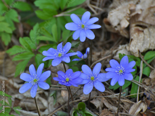 In spring, the Hepatica nobilis blooms in nature.