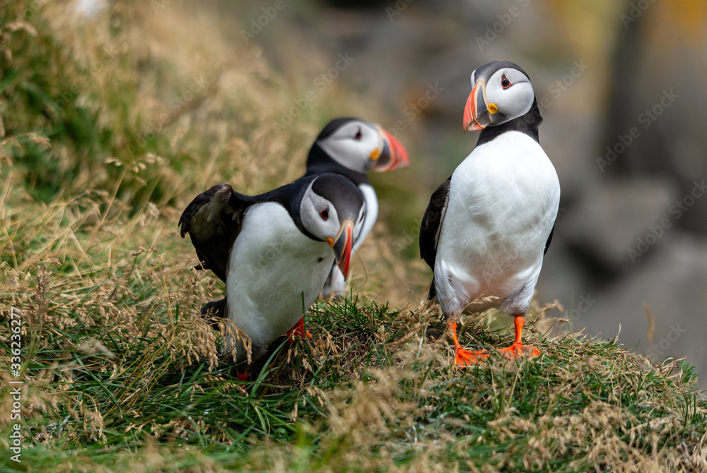 Naklejka premium The Atlantic puffin, also known as the common puffin