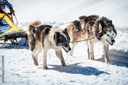 Sled dog scene in the Italian alps