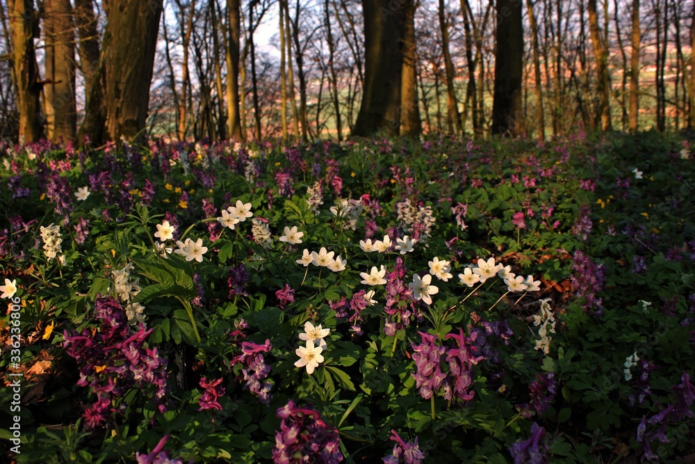 Fototapeta premium Wald mit blühendem Lerchensporn (Corydalis cava).