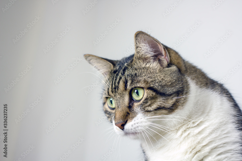 Cute domestic cat with green eyes face close-up. Background about pet closeup