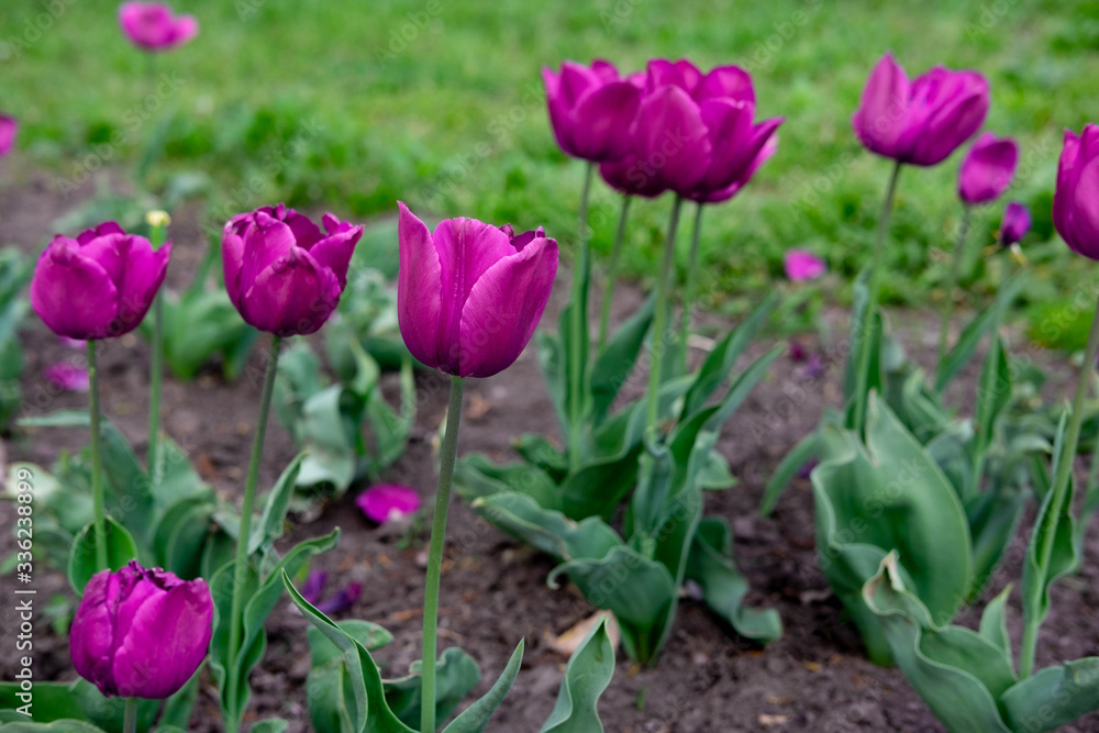 Lilac tulips growing in a flowerbed of a park. Spring flowers in the park on the flowerbed Lilac tulips growing in a flowerbed of a park. Spring flowers in the park on the flowerbed