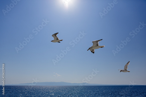 Seagulls  cruise to Mount Athos  Greece