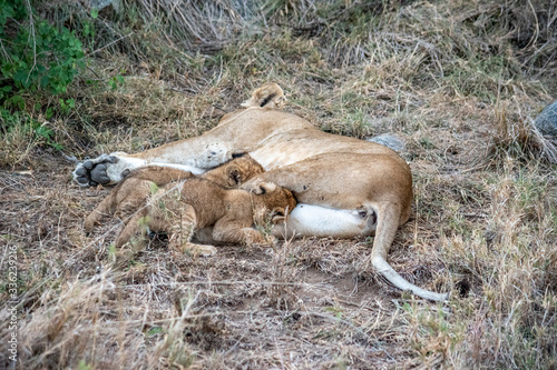 Mother lioness nursing and caring for her baby lion cubs.