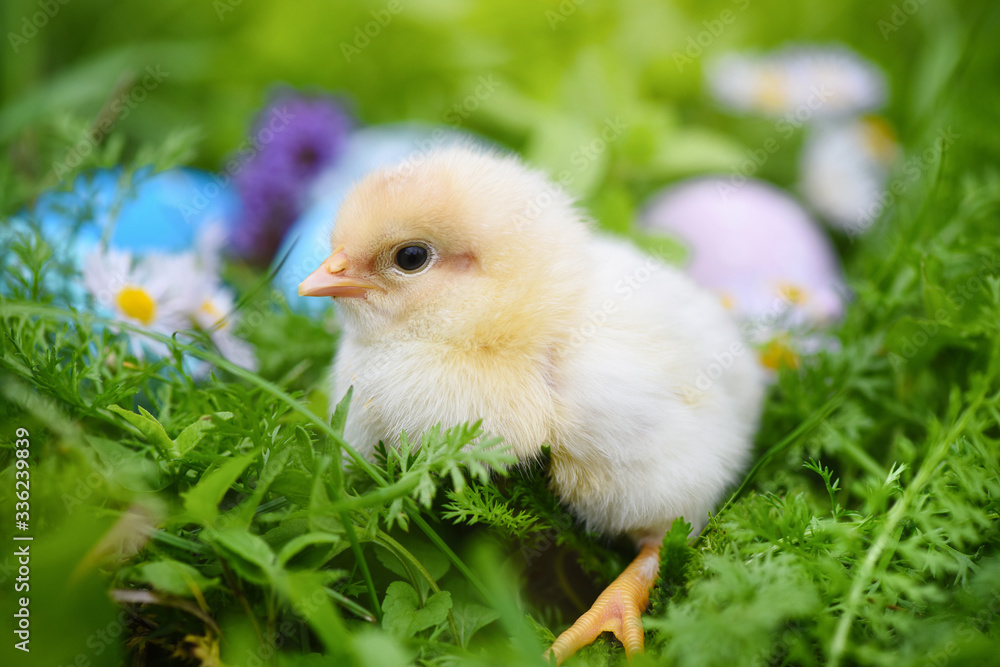 Little chicken with colorful painted Easter eggs on green grass