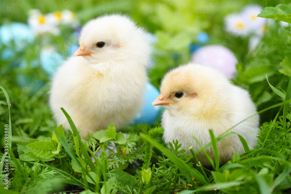 Little chickens with colorful painted Easter eggs on green grass