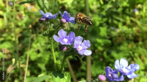Bees, abelhas, flowrs and bees, flores e abelhas photo