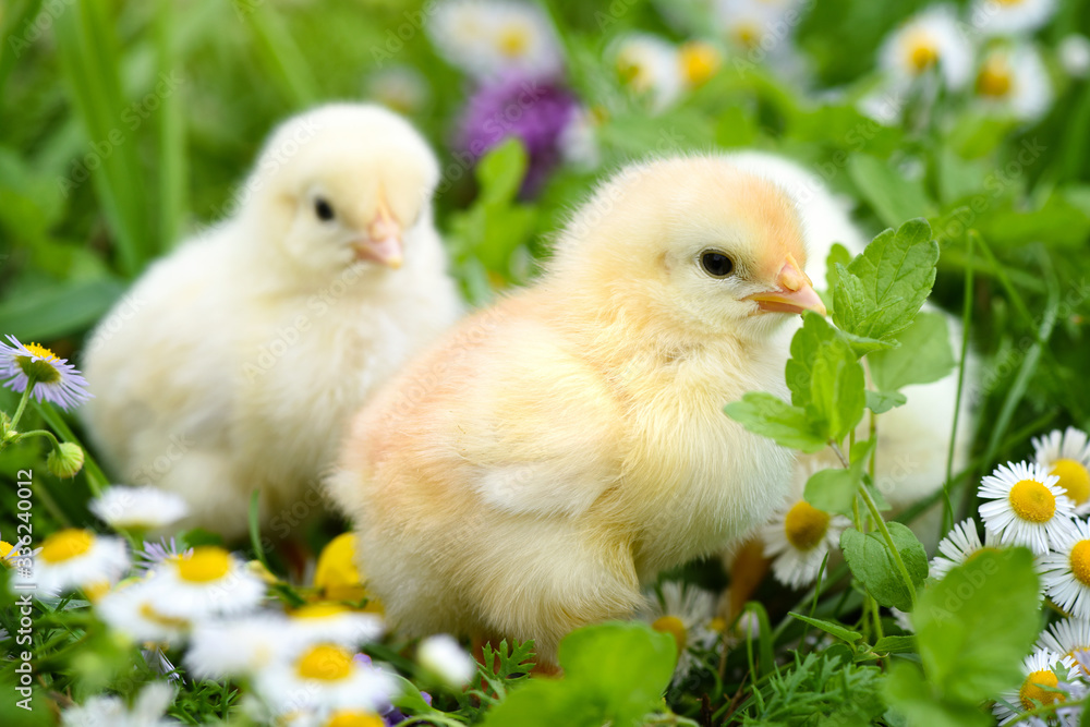 Little chickens on green grass with daisies Little chickens on green grass with daisies