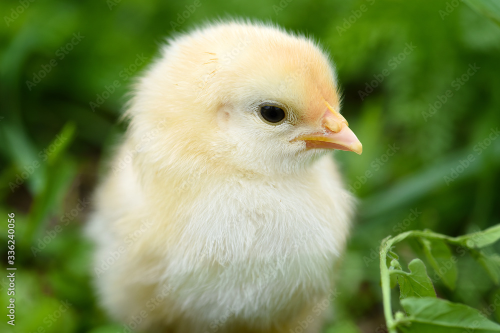 Little chicken on green grass close-up