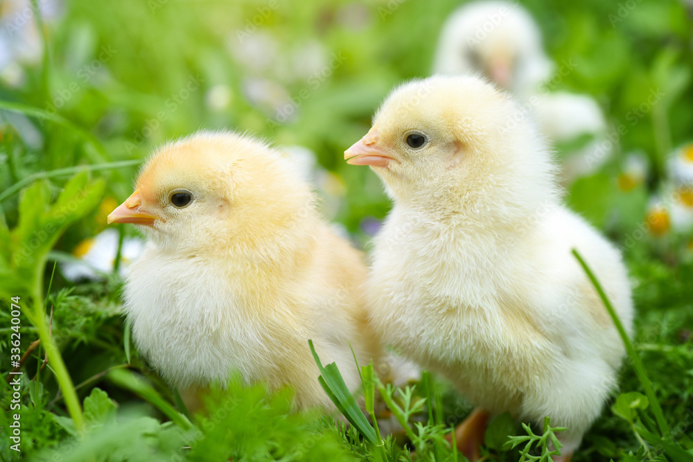 Fototapeta premium Little chickens on green grass with daisies