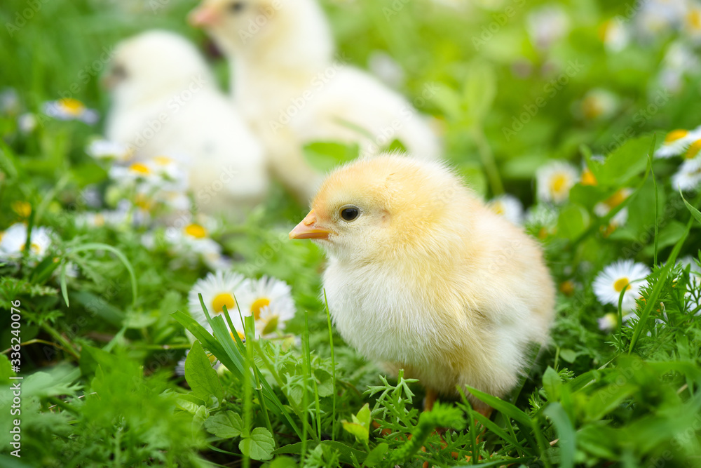Little chickens on green grass with daisies